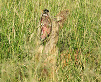 Black-backed jackal - Mala Mala