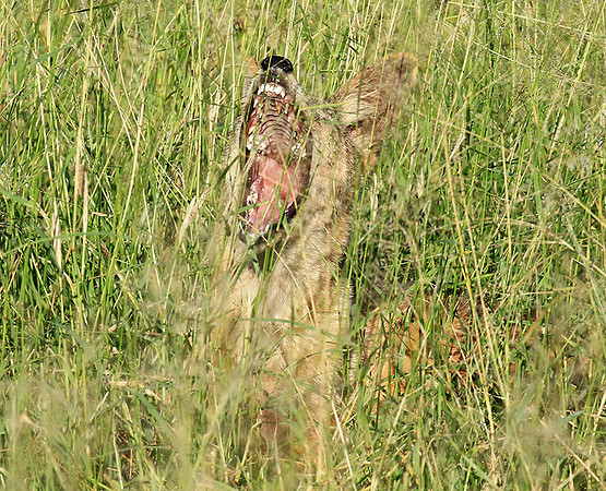 Black-backed jackal - Mala Mala