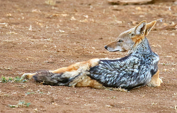 Black-backed jackal