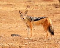 Black-backed jackal