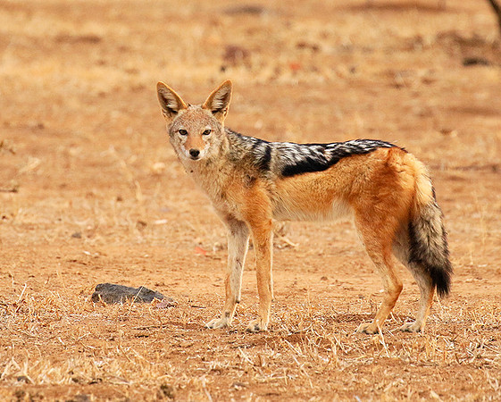 Black-backed jackal