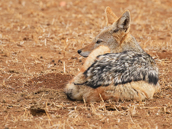 Black-backed jackal