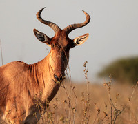 Nairobi National Park