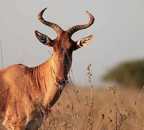 Nairobi National Park