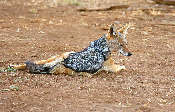 Black-backed jackal