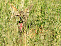 Black-backed jackal - Mala Mala