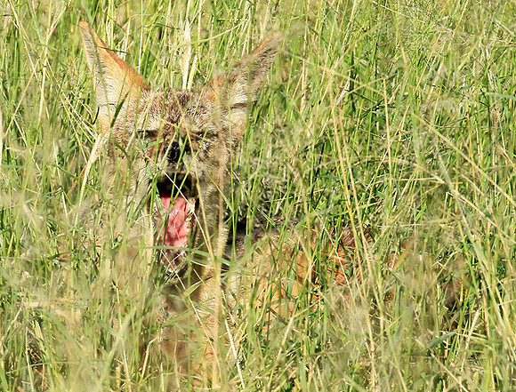 Black-backed jackal - Mala Mala