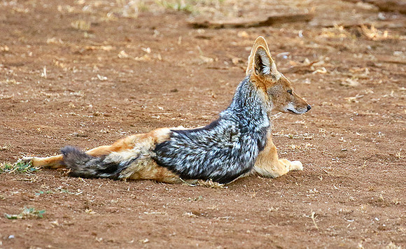 Black-backed jackal