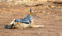Black-backed jackal