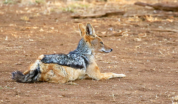 Black-backed jackal