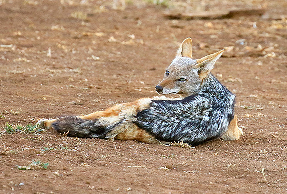 Black-backed jackal