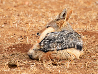 Jackals