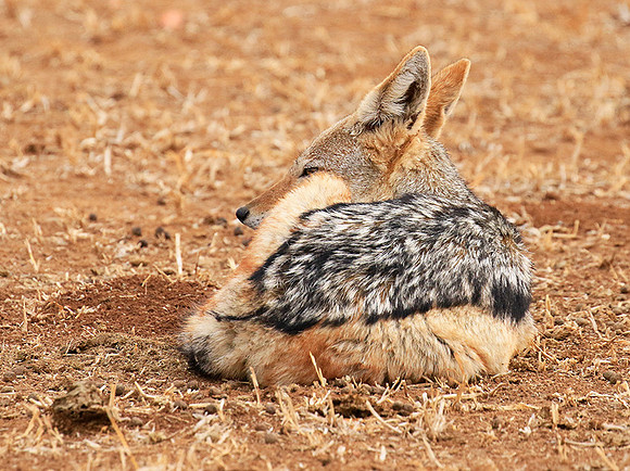 Black-backed jackal