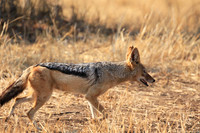 At Kruger NP