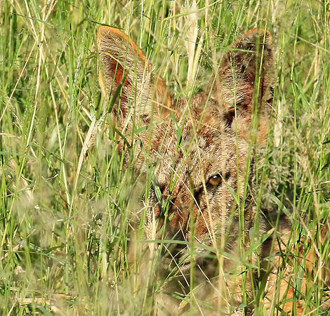 Black-backed jackal - Mala Mala
