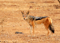 Black-backed jackal