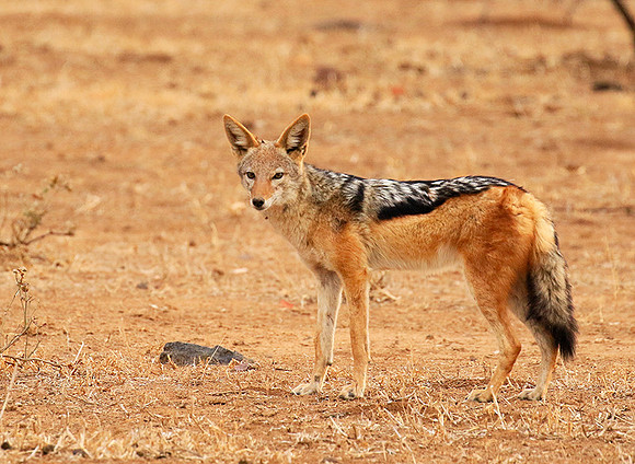 Black-backed jackal