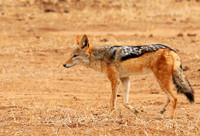Black-backed jackal