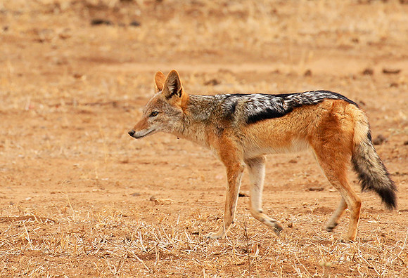 Black-backed jackal