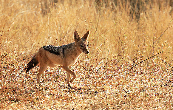 At Kruger NP
