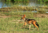 Black-backed jackal - Mala Mala