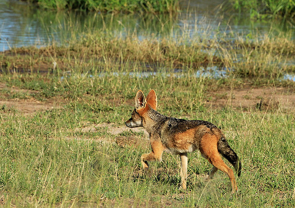 Black-backed jackal - Mala Mala
