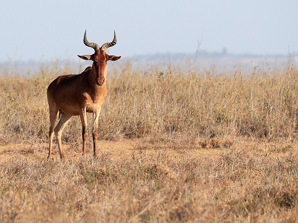 Nairobi National Park