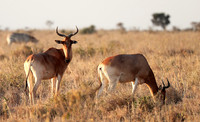 Nairobi National Park