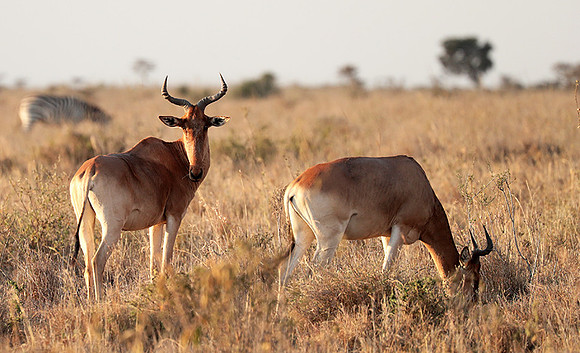Nairobi National Park
