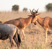 Nairobi National Park