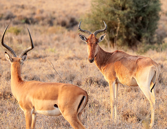 Nairobi National Park