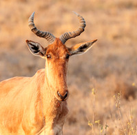 Nairobi National Park