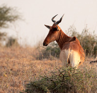 Nairobi National Park