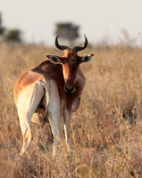Nairobi National Park