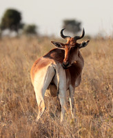 Nairobi National Park
