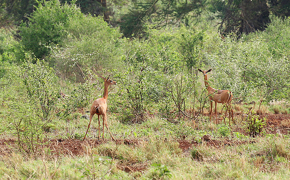 Meru NP
