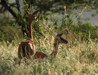 Northern Kenya