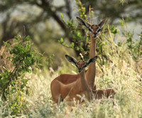 Northern Kenya