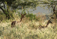 Northern Kenya