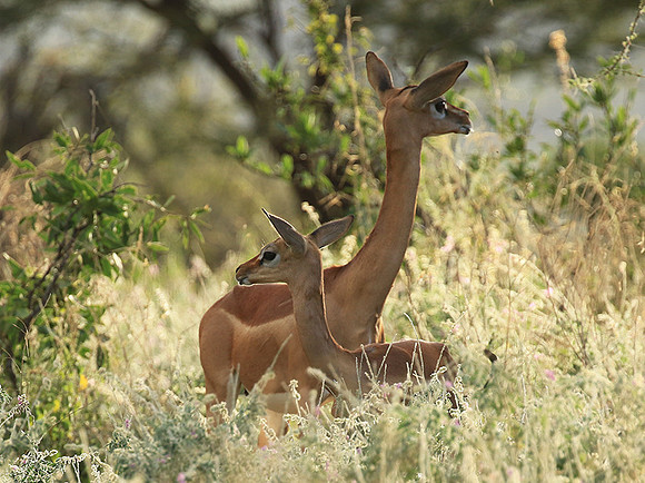 Northern Kenya