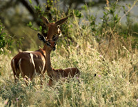 Northern Kenya