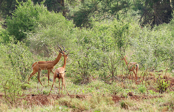 Meru NP