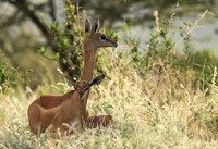 Northern Kenya