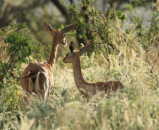 Northern Kenya