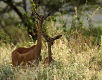 Northern Kenya