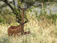 Northern Kenya