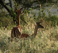 Northern Kenya