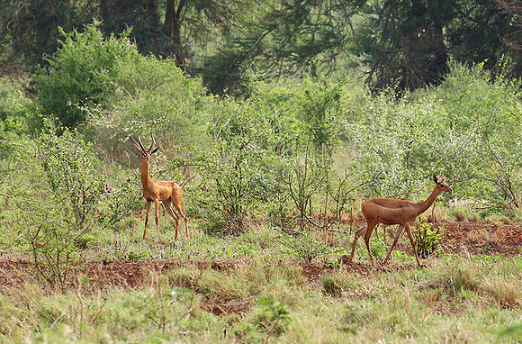 Meru NP