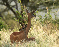 Northern Kenya