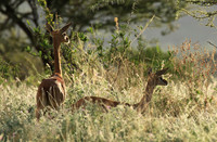 Northern Kenya